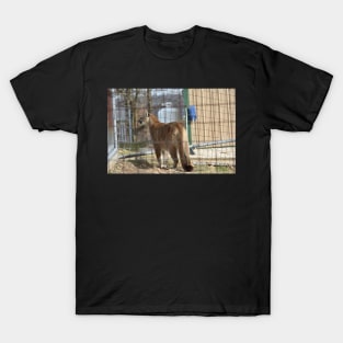 Cougar T-Shirt